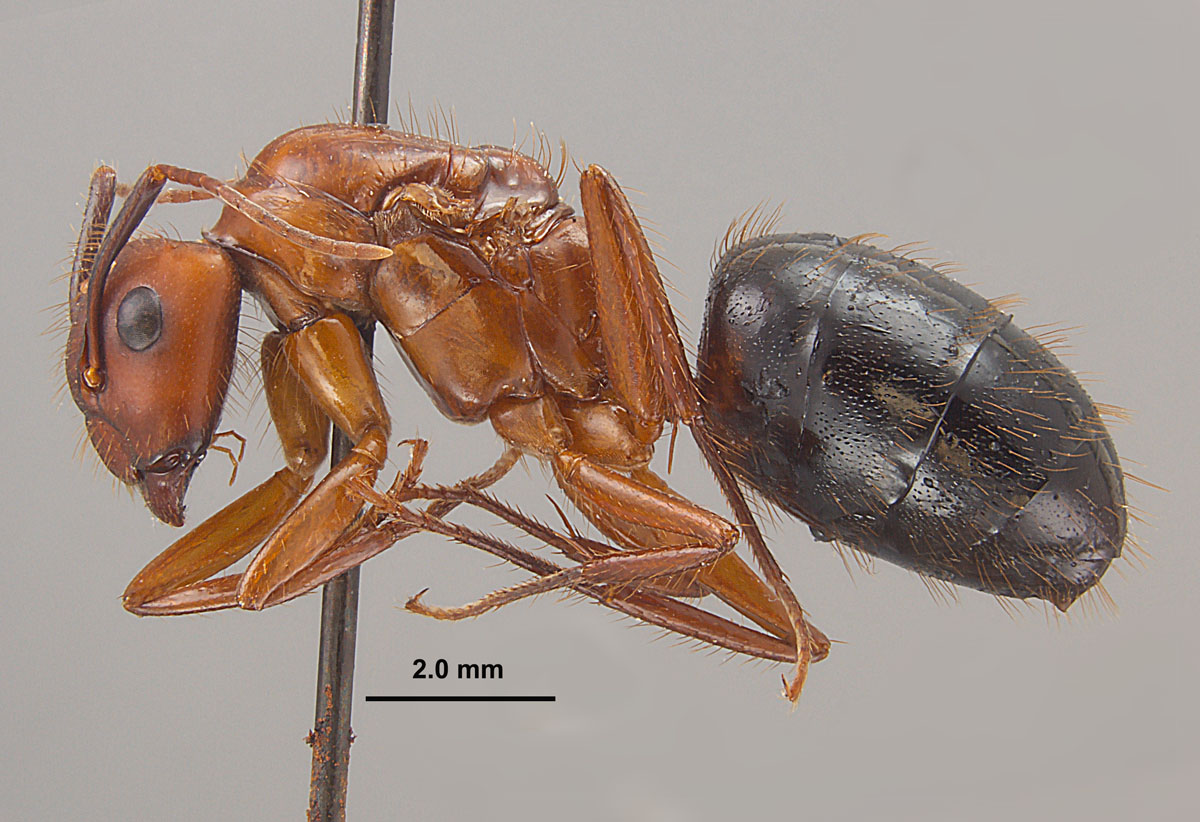 Camponotus floridanus, lateral view of a quee Camponotus floridanus, lateral view of a quee